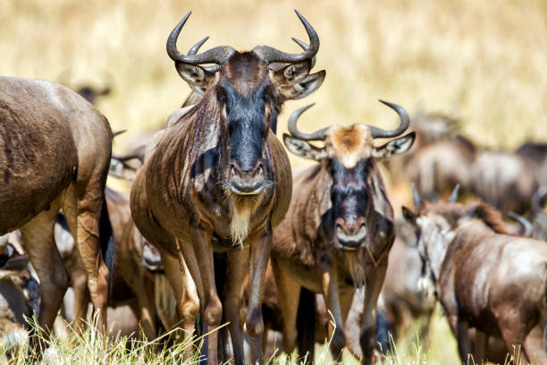 Tanzania Migration Safari